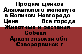 Продам щенков Аляскинского маламута в Великом Новгороде › Цена ­ 5 000 - Все города Животные и растения » Собаки   . Архангельская обл.,Северодвинск г.